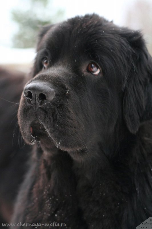 Фотография № 233735