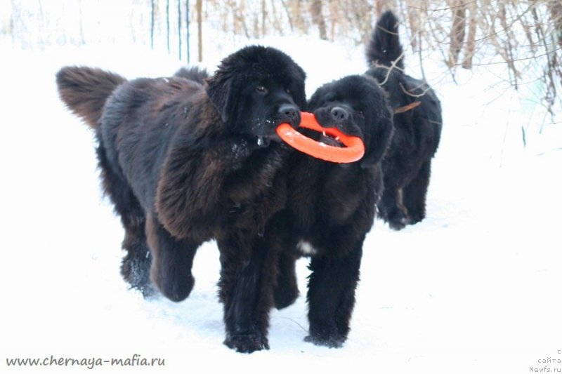 Фотография № 233736