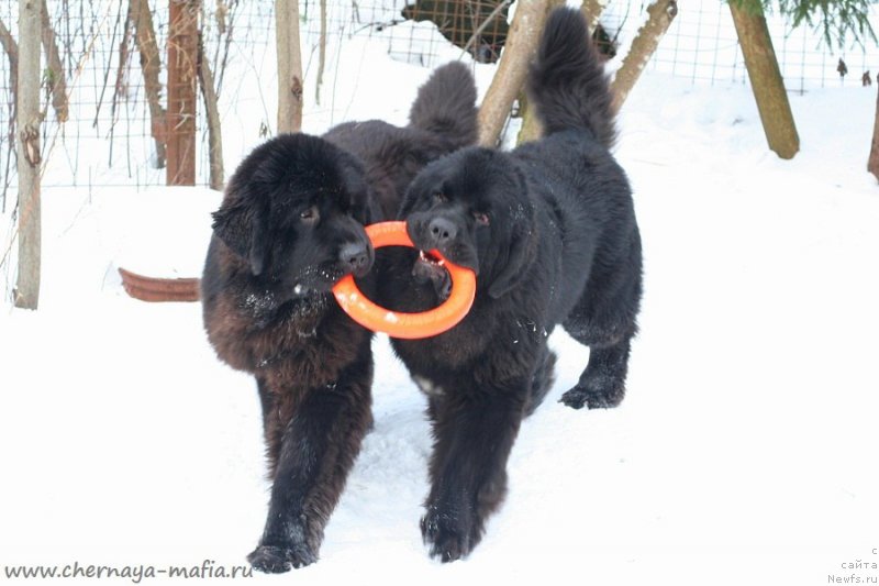 Фотография № 233737