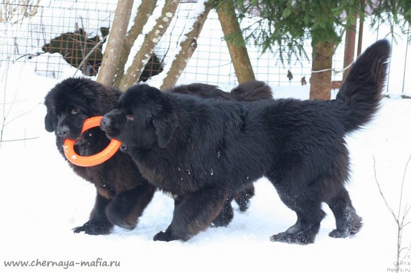 Фотография № 233738