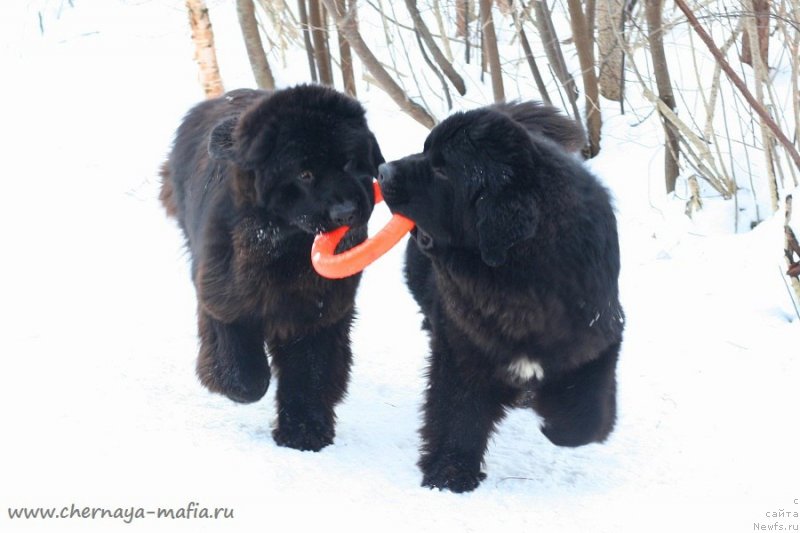 Фотография № 233739