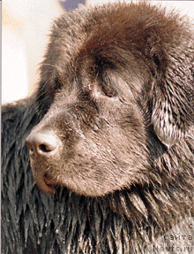 Фотография № 23374