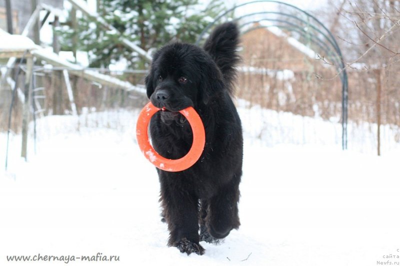 Фотография № 233740