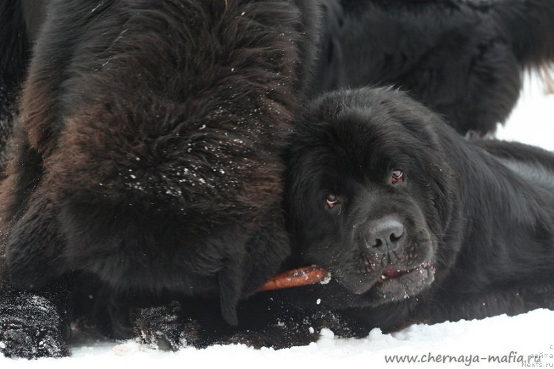 Фотография № 233741