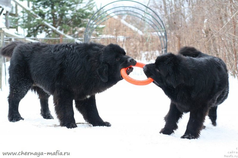 Фотография № 233742