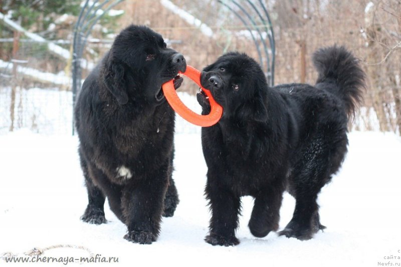 Фотография № 233743