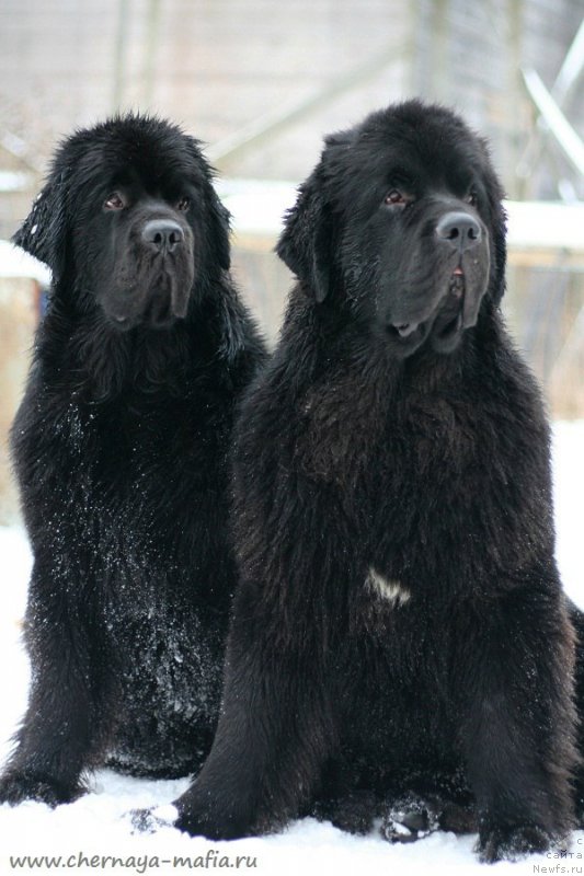 Фото: ньюфаундленд Черная Мафия Бекаусе И Ам Вортх Ит (Chernaya Mafia Because I Am Worth It), ньюфаундленд Черная Мафия Бе Коол (Chernaya Mafia Be Cool)