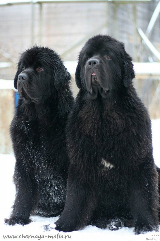 Фотография № 233746