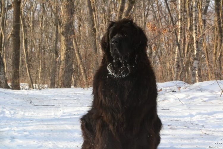 Фото: ньюфаундленд Очаровательная Фея от Ласкового Дельфина (Ocharovatelnaya Feya ot Laskovogo Delphina)