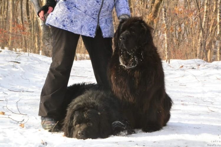 Фото: ньюфаундленд Прометей Даритель Огня (Prometey Daritel Ognya), ньюфаундленд Очаровательная Фея от Ласкового Дельфина (Ocharovatelnaya Feya ot Laskovogo Delphina)