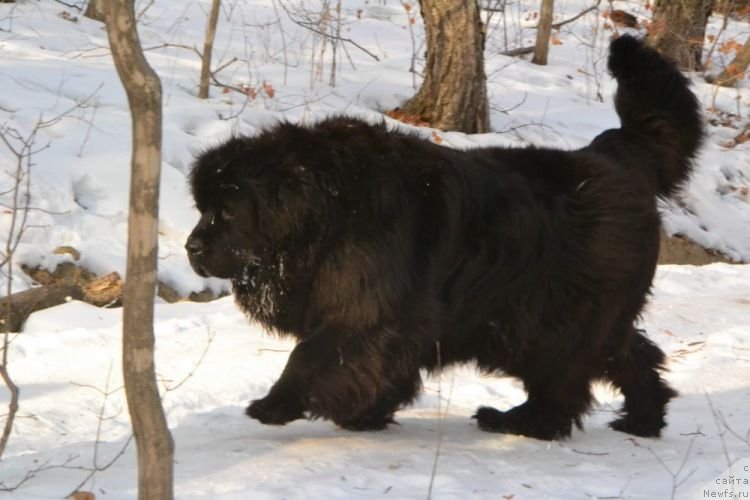 Фото: ньюфаундленд Очаровательная Фея от Ласкового Дельфина (Ocharovatelnaya Feya ot Laskovogo Delphina)
