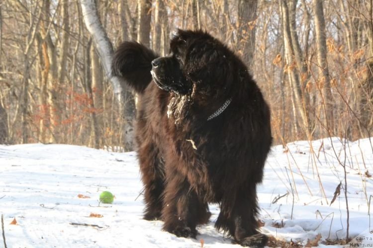 Фото: ньюфаундленд Очаровательная Фея от Ласкового Дельфина (Ocharovatelnaya Feya ot Laskovogo Delphina)