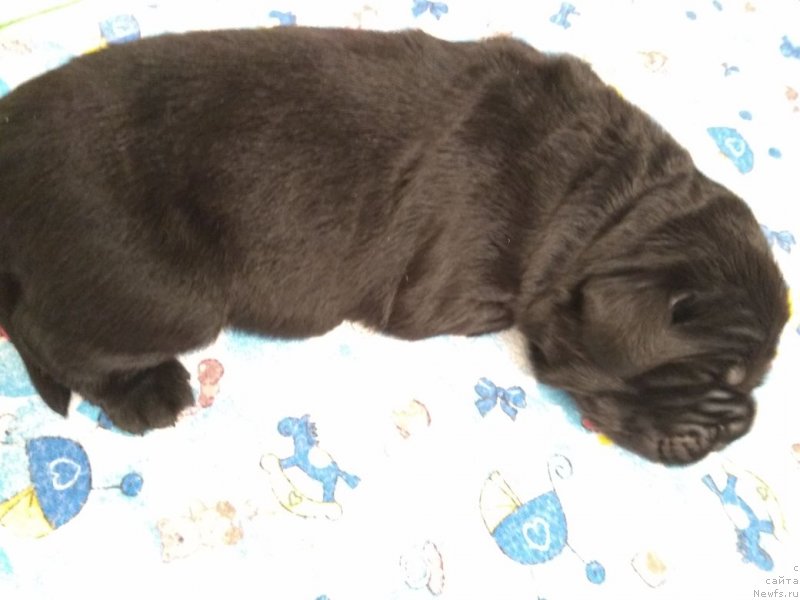 Фото: Щенок кобель 5 дней - папа -, ньюфаундленд Very Fairweathers X'Got The Rhythm