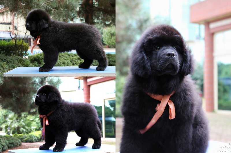 Фото: ньюфаундленд Dark Cleef Air Breeze