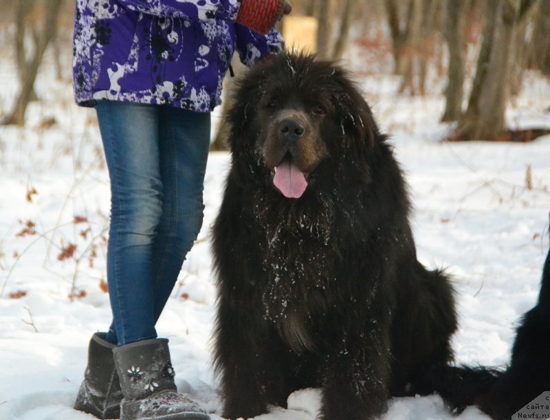 Фото: ньюфаундленд Талисман Моря Лэнд Ровер