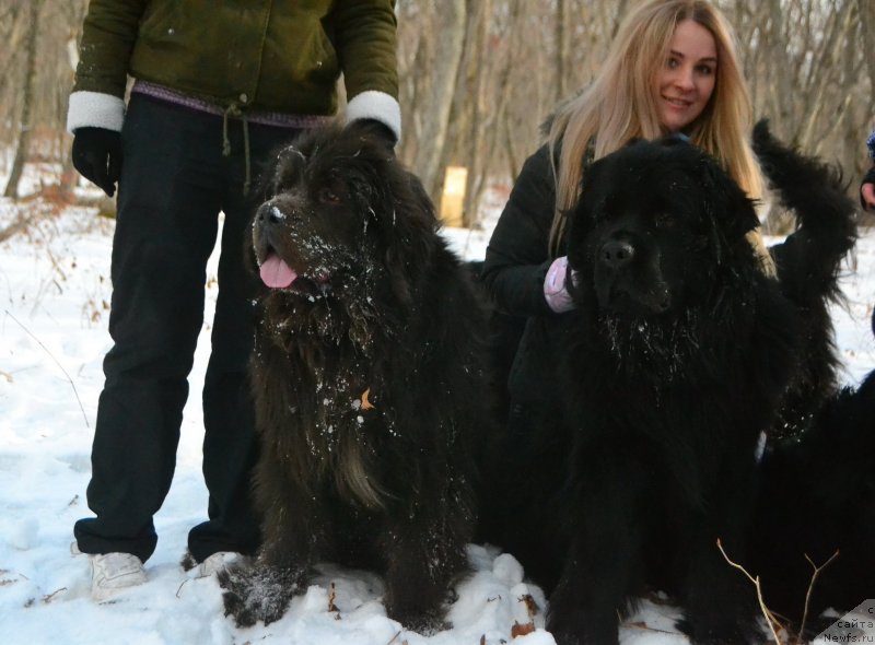 Фото: ньюфаундленд Талисман Моря Лэнд Ровер, ньюфаундленд Талисман Моря Корвет (Talisman Morya Korvet)