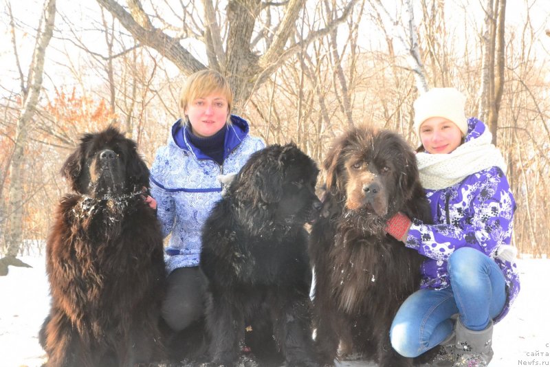 Фото: ньюфаундленд Очаровательная Фея от Ласкового Дельфина (Ocharovatelnaya Feya ot Laskovogo Delphina), ньюфаундленд Прометей Даритель Огня (Prometey Daritel Ognya), ньюфаундленд Талисман Моря Лэнд Ровер