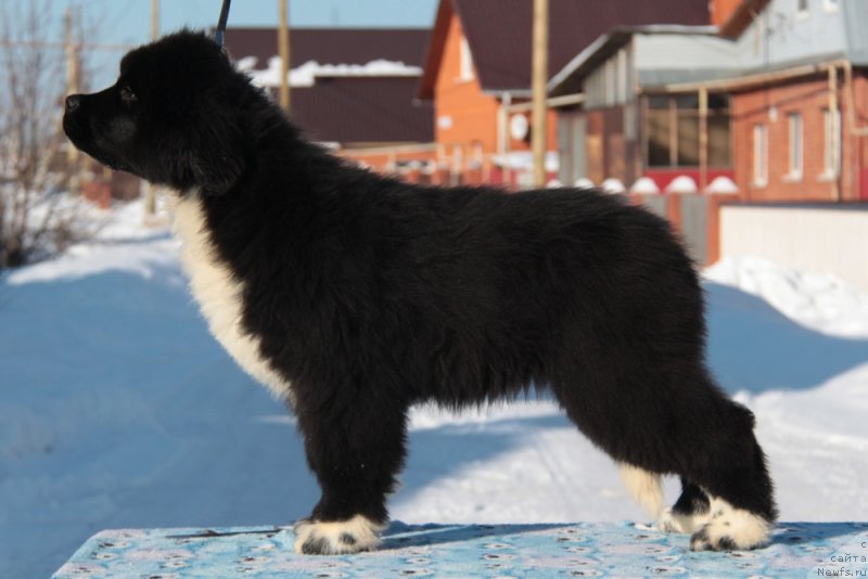 Фото: ньюфаундленд Аквиан Сонг Феличита (Akvian Song Felichita)