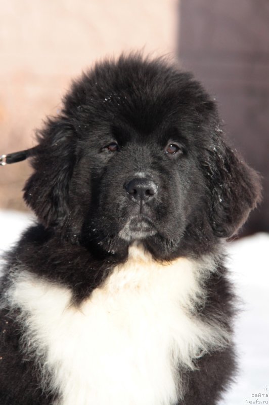 Фото: ньюфаундленд Аквиан Сонг Феличита (Akvian Song Felichita)