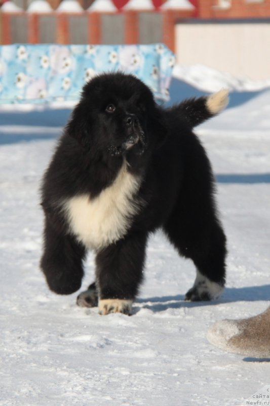 Фото: ньюфаундленд Аквиан Сонг Феличита (Akvian Song Felichita)