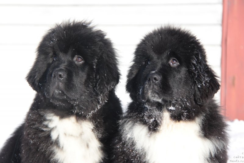 Фото: ньюфаундленд Аквиан Сонг Феличита (Akvian Song Felichita), ньюфаундленд Аквиан Сонг Фьорд Вэст