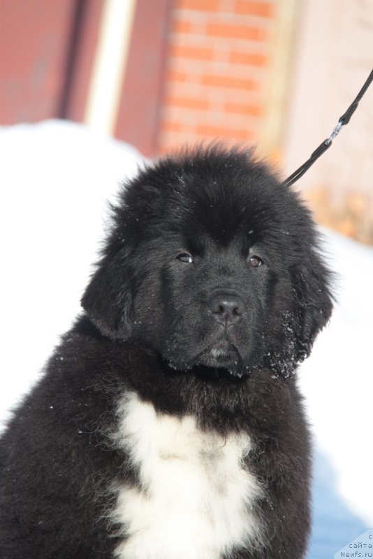 Фото: ньюфаундленд Аквиан Сонг Фьорд Вэст