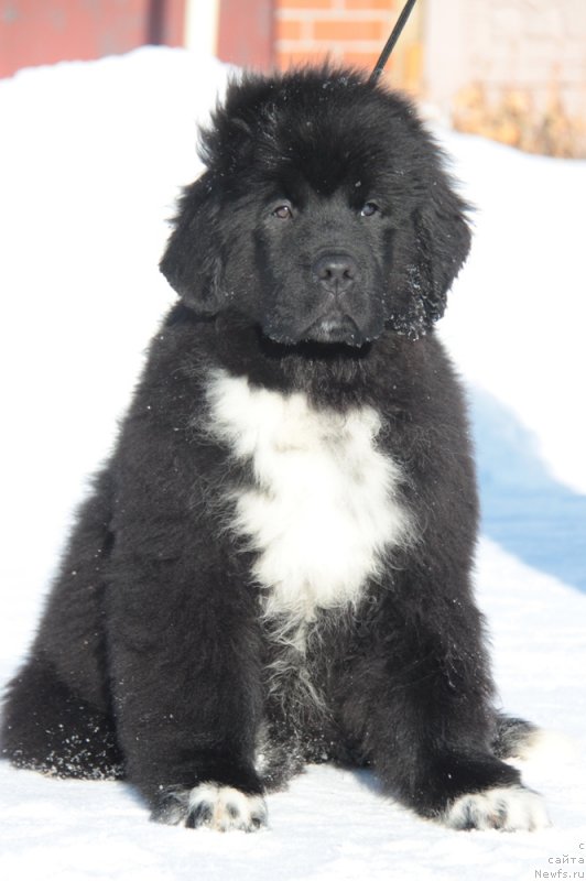 Фото: ньюфаундленд Аквиан Сонг Фьорд Вэст