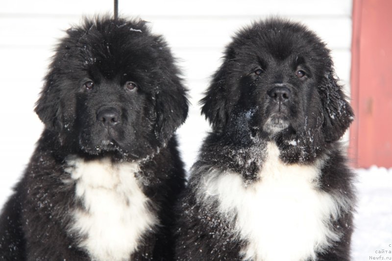 Фото: ньюфаундленд Аквиан Сонг Феличита (Akvian Song Felichita), ньюфаундленд Аквиан Сонг Фьорд Вэст