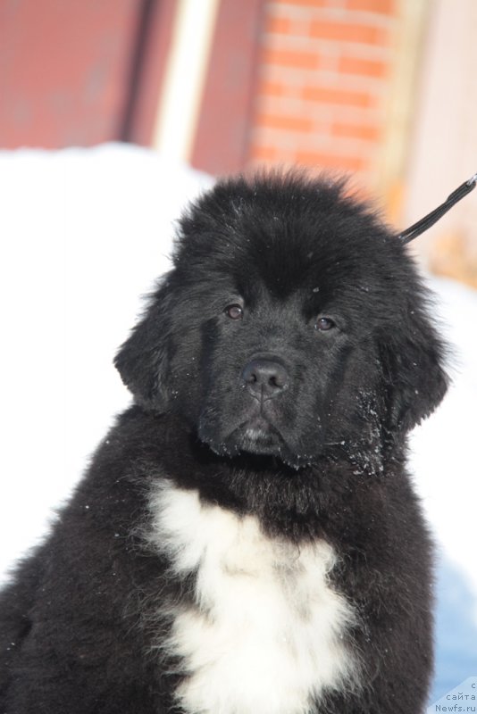 Фото: ньюфаундленд Аквиан Сонг Фьорд Вэст