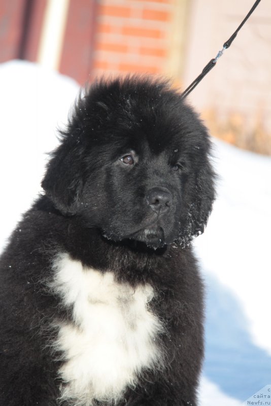 Фото: ньюфаундленд Аквиан Сонг Фьорд Вэст