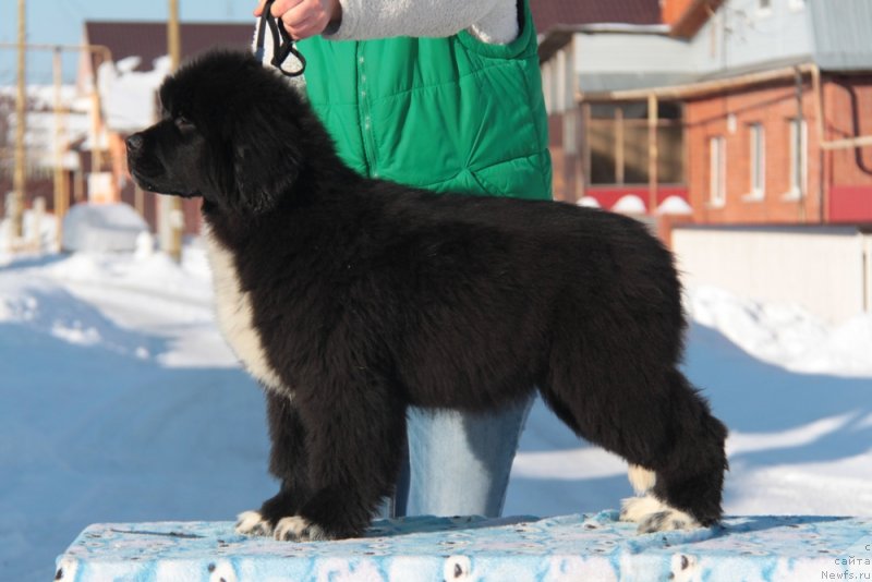 Фото: ньюфаундленд Аквиан Сонг Фьорд Вэст