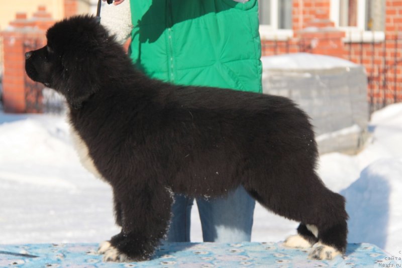 Фото: ньюфаундленд Аквиан Сонг Фьорд Вэст