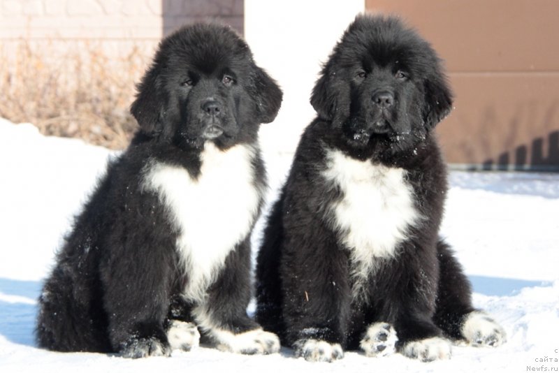 Фото: ньюфаундленд Аквиан Сонг Феличита (Akvian Song Felichita), ньюфаундленд Аквиан Сонг Фьорд Вэст