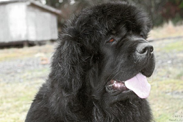 Фотография № 233792