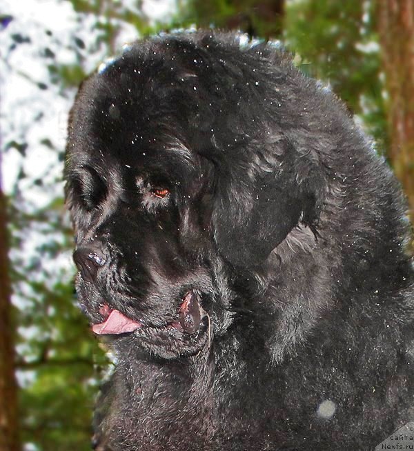 Фотография № 233793