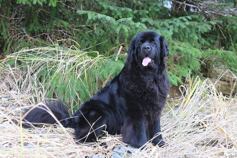 Фото: ньюфаундленд Черная Мафия Ангел Амонг Ус (Chernaya Mafia Аngel Among Us)