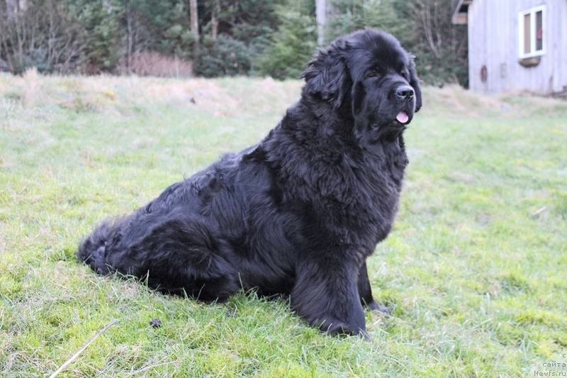 Фото: ньюфаундленд Черная Мафия Ангел Амонг Ус (Chernaya Mafia Аngel Among Us)