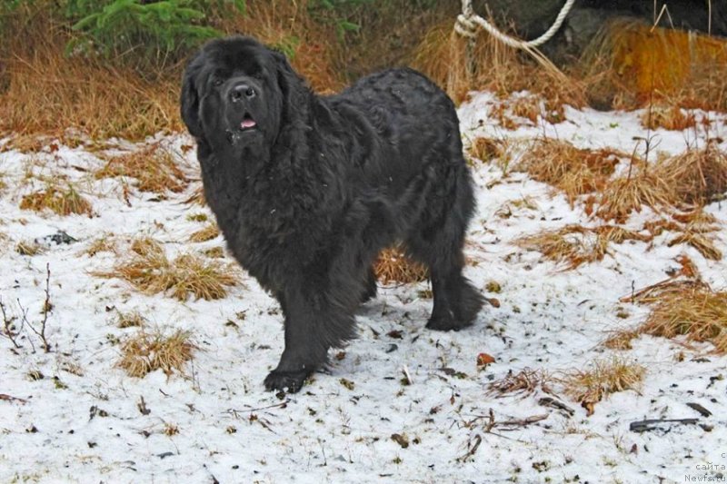 Фото: ньюфаундленд Черная Мафия Ангел Амонг Ус (Chernaya Mafia Аngel Among Us)