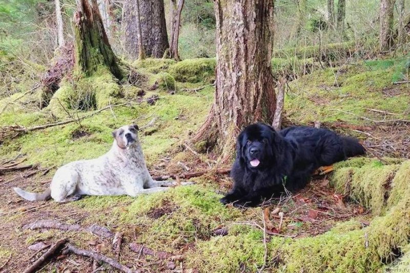 Фото: ньюфаундленд Черная Мафия Ангел Амонг Ус (Chernaya Mafia Аngel Among Us)