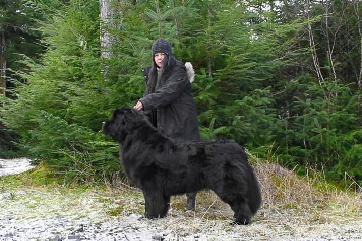 Фото: ньюфаундленд Черная Мафия Ангел Амонг Ус (Chernaya Mafia Аngel Among Us)