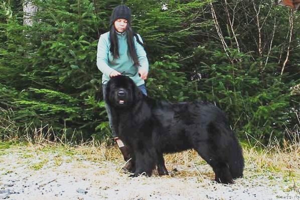 Фото: ньюфаундленд Черная Мафия Ангел Амонг Ус (Chernaya Mafia Аngel Among Us)