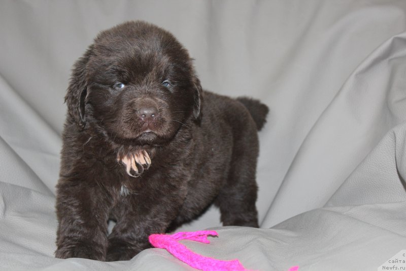 Фотография № 233807