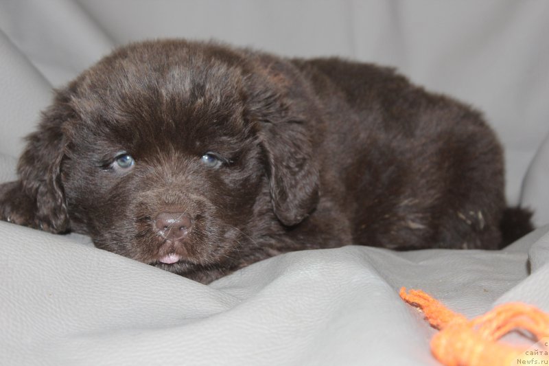 Фотография № 233809