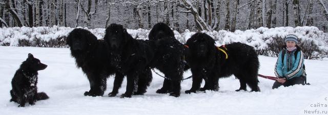 Фото: Фэста, ньюфаундленд Норт Фэйс Лаванда, ньюфаундленд Сангрия, ньюфаундленд Амулет Любви и Счастья (Amulet Lyubvi i Schastya), ньюфаундленд Чанси из Золотого Треугольника, Анна Лутченкова