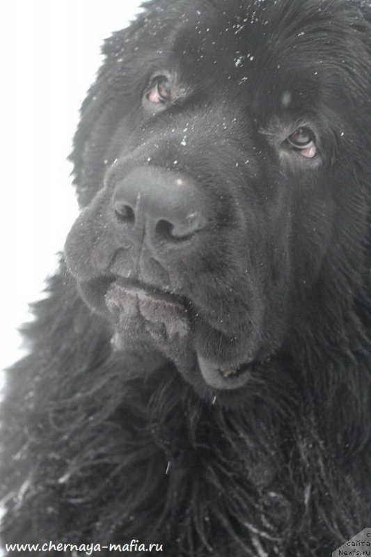 Фото: ньюфаундленд Черная Мафия Биг Банг Тхеору (Chernaya Mafia Big Bang Theory)