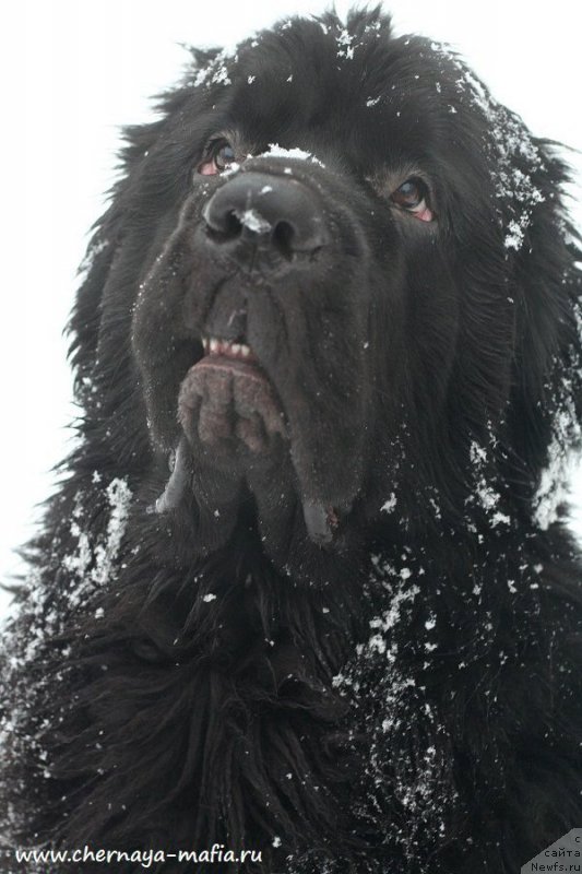 Фото: ньюфаундленд Черная Мафия Биг Банг Тхеору (Chernaya Mafia Big Bang Theory)