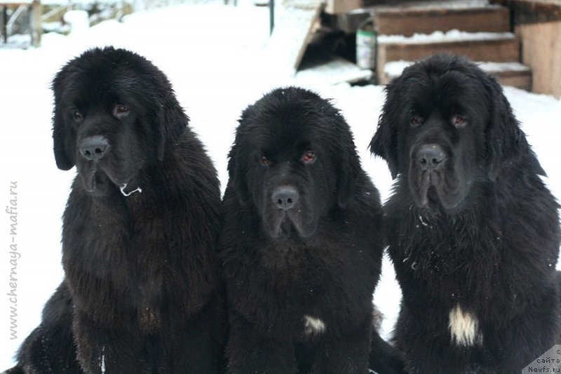 Фото: ньюфаундленд Черная Мафия Баск То Тхе Футуре (Chernaya Mafia Back To The Future), ньюфаундленд Черная Мафия Бе Коол (Chernaya Mafia Be Cool), ньюфаундленд Черная Мафия Биг Банг Тхеору (Chernaya Mafia Big Bang Theory)