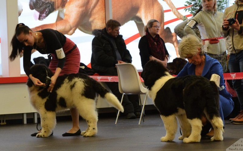 Фото: OUKAYA FOREVER NOBLEST TREASURE, ньюфаундленд Супер Премиум Юлий Цезарь