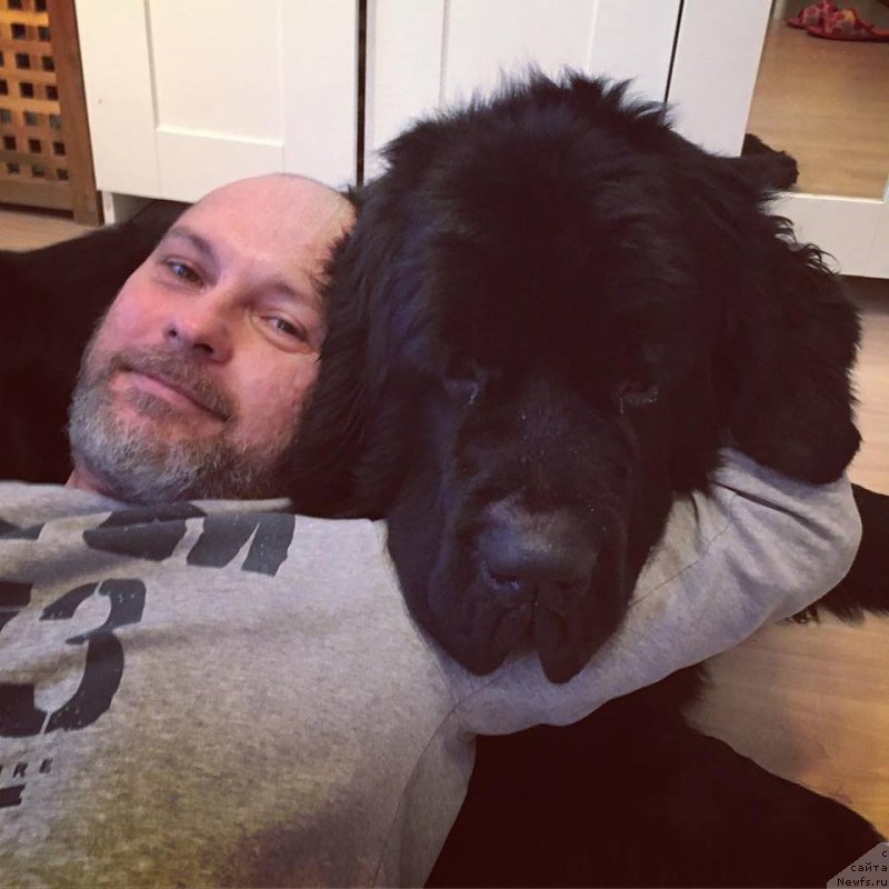 Фото: ньюфаундленд Черная Мафия Биг Банг Тхеору (Chernaya Mafia Big Bang Theory)