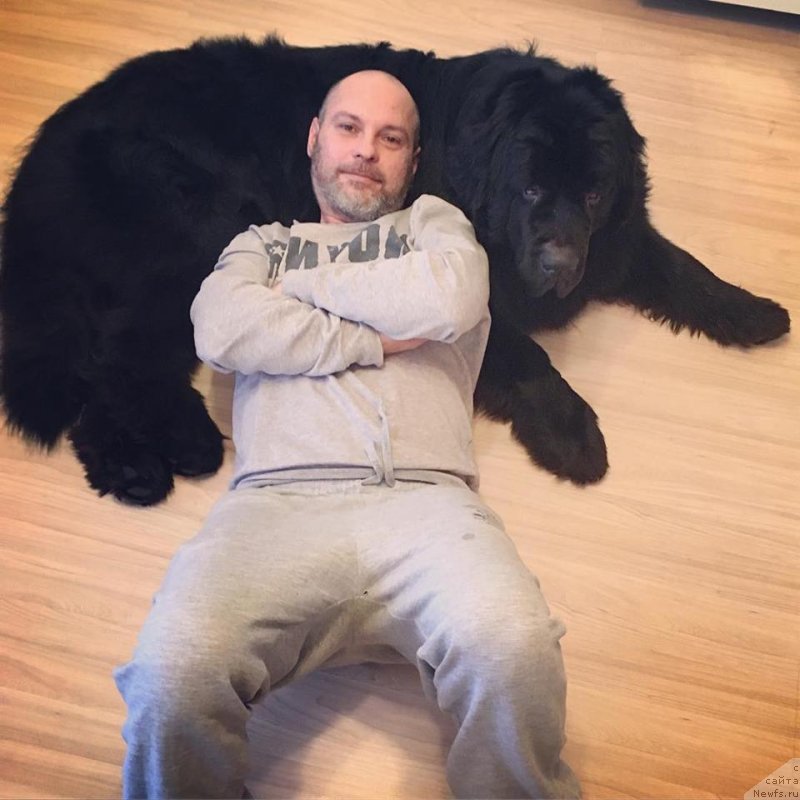 Фото: ньюфаундленд Черная Мафия Биг Банг Тхеору (Chernaya Mafia Big Bang Theory)